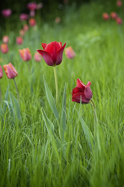 Red beautiful tulips — Stock Photo, Image