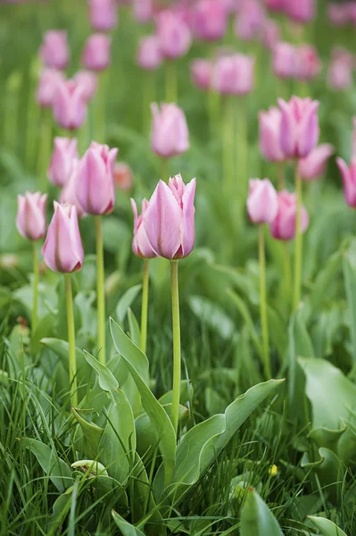 Roze mooie tulpen — Stockfoto