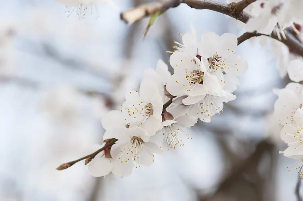 Apricot tree flower — Stock Photo, Image