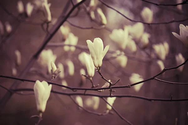 Kwiaty magnolii — Zdjęcie stockowe