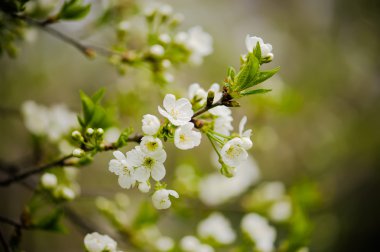 kiraz ağacı çiçek