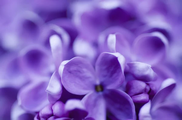 Abstrakt blommig bakgrund — Stockfoto