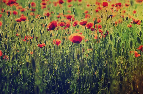 Poppy em um campo — Fotografia de Stock