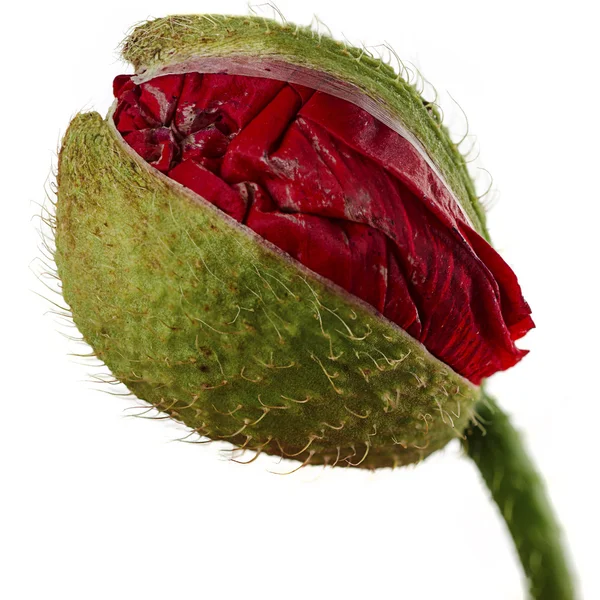 Germoglio di papavero — Foto Stock