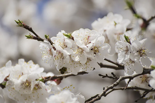 Apricot tree flower — Stock Photo, Image