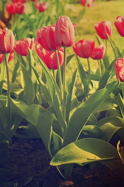 Tulipas bonitas vermelhas — Fotografia de Stock