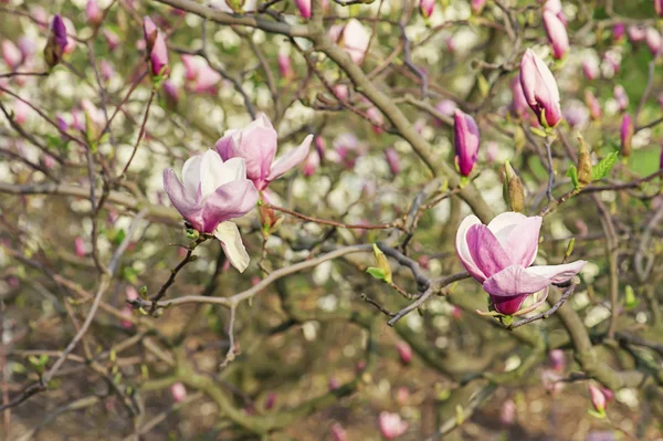 Kwiaty magnolii — Zdjęcie stockowe