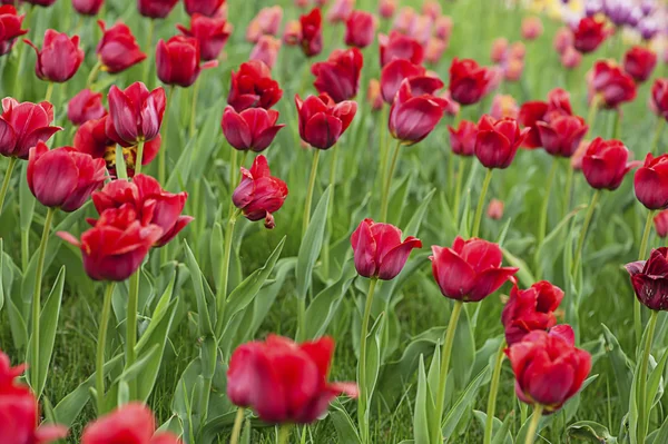 Rosso bei tulipani — Foto Stock