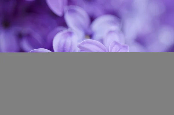 Abstrakt blommig bakgrund — Stockfoto