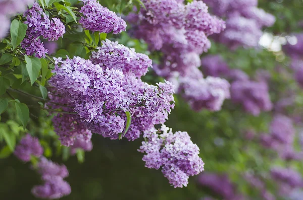 春天的紫丁香花 — 图库照片