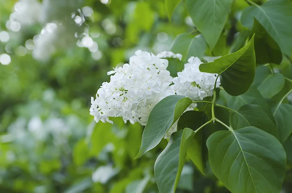 Tak van lila bloemen — Stockfoto