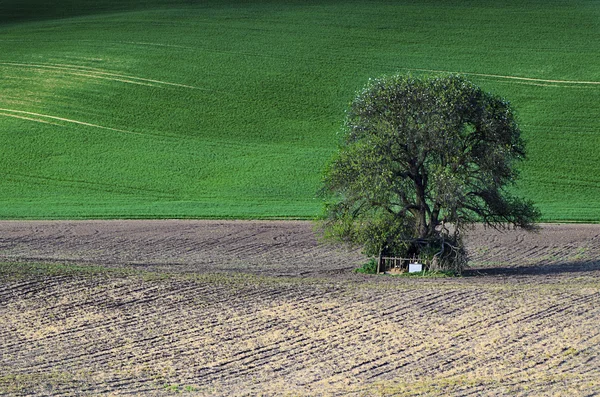푸른 풀 밭 배경 — 스톡 사진