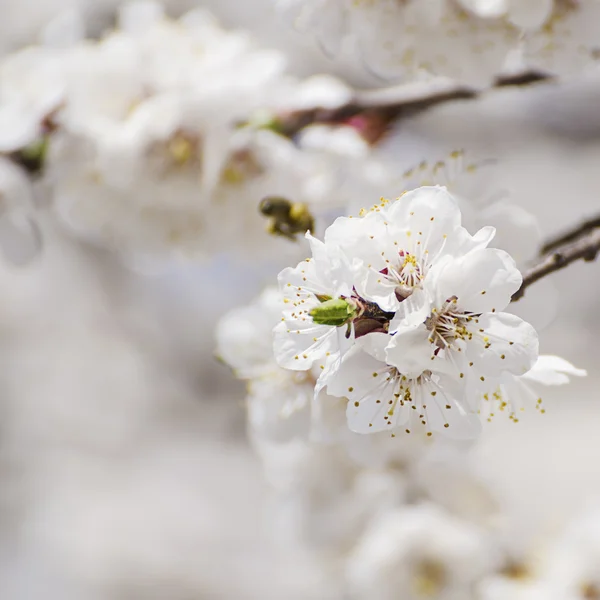 Apricot tree flower — Stock Photo, Image