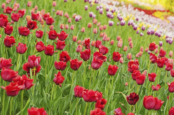 Röda vackra tulpaner — Stockfoto
