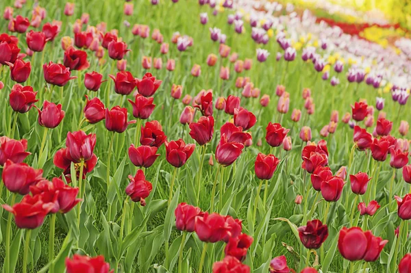 Tulipas bonitas vermelhas — Fotografia de Stock