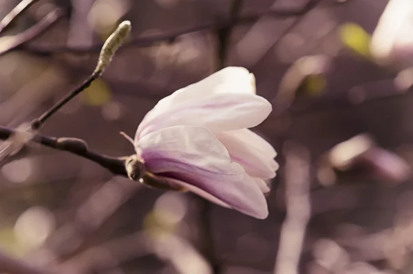 Kwiaty magnolii — Zdjęcie stockowe