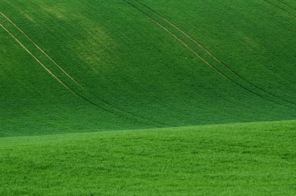 Erba verde campo sfondo — Foto Stock