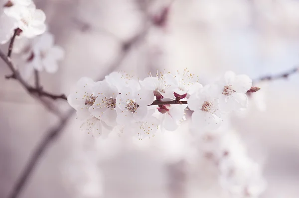 Marillenbaumblüte — Stockfoto