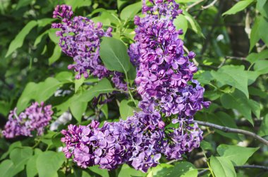 Bahar leylak çiçekleri