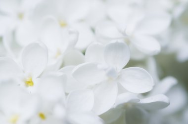 soyut çiçek arkaplanı