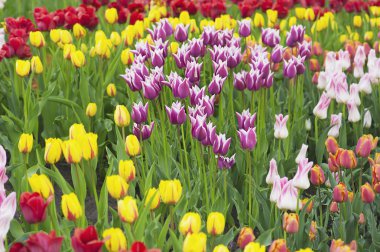 çeşitli renklerde laleler