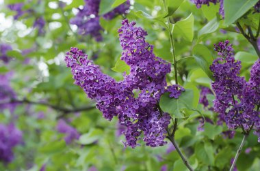 Bahar leylak çiçekleri