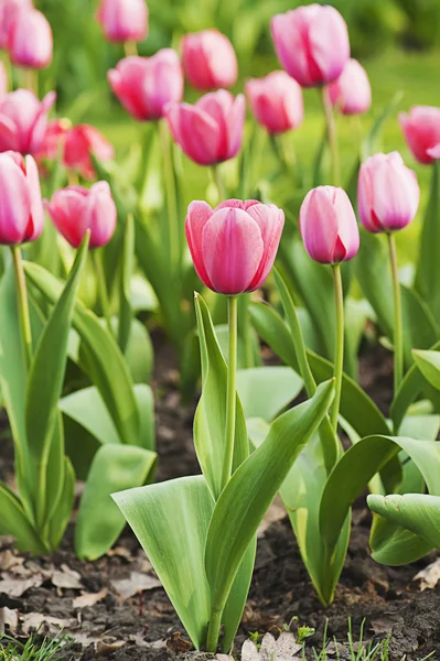 Pink beautiful tulips — Stock Photo, Image