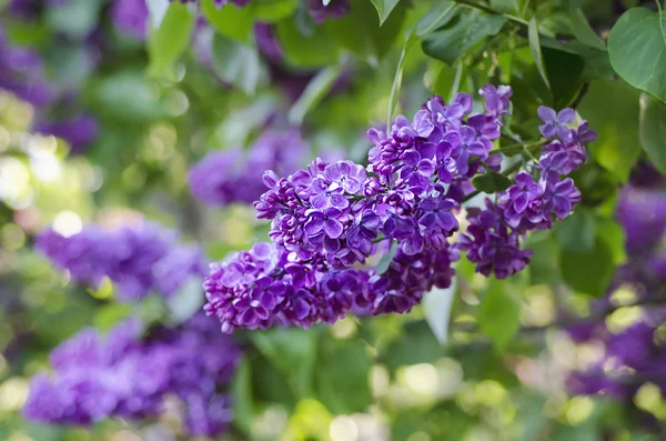 Flori de liliac de primăvară — Fotografie, imagine de stoc