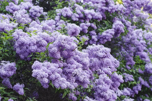 Spring lilac flowers — Stock Photo, Image