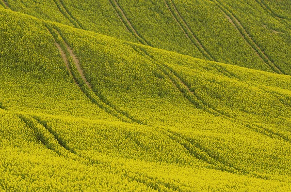 Campo amarelo de colza na primavera — Fotografia de Stock