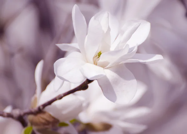 Magnolia fiori bianchi — Foto Stock