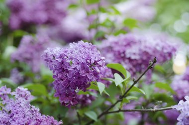 Bahar leylak çiçekleri