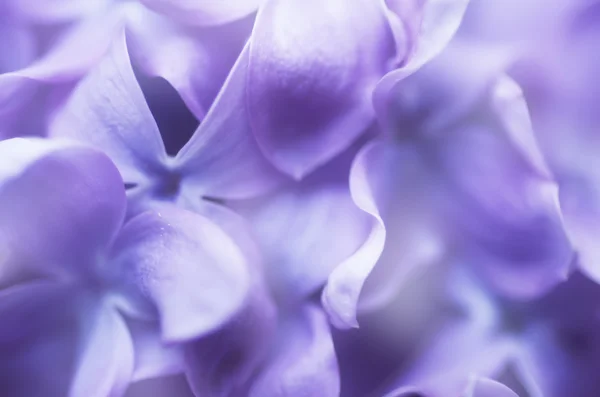 Abstrakt blommig bakgrund — Stockfoto