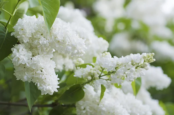 紫丁香花枝条 — 图库照片