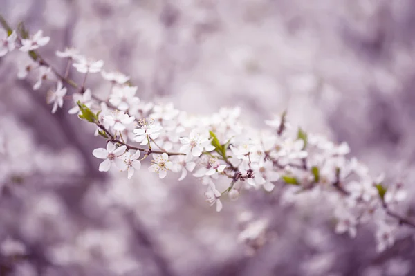 Pflaumenblüten — Stockfoto