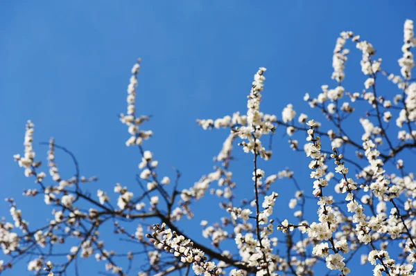 Aprikos trädblomma — Stockfoto