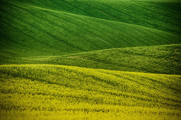 Zielone pole rzepaku wiosną — Zdjęcie stockowe