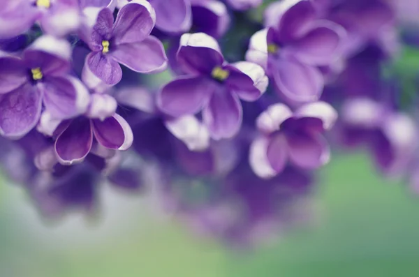 Lila bloemen achtergrond — Stockfoto