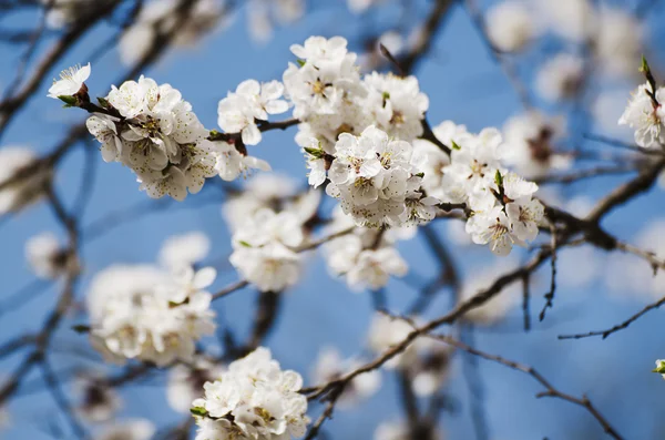 Aprikos trädblomma — Stockfoto