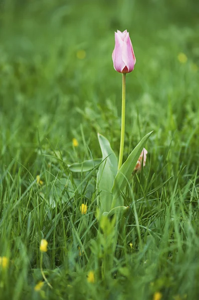 Rosa vackra tulip — Stockfoto