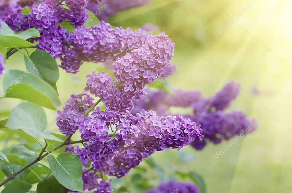 Rama de flores lila: fotografía de stock © Roxana #73563609 | Depositphotos