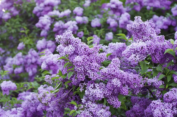 Primavera flores lila — Foto de Stock