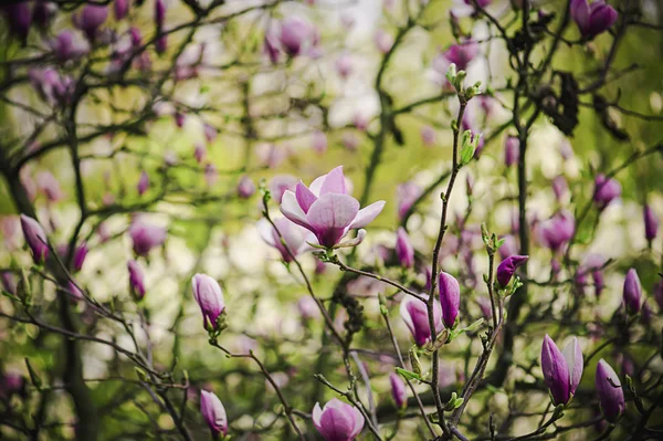 Kwiaty magnolii — Zdjęcie stockowe