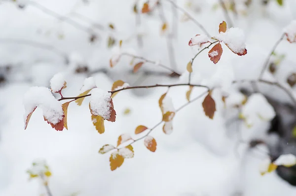 Under the snow — Stock Photo, Image