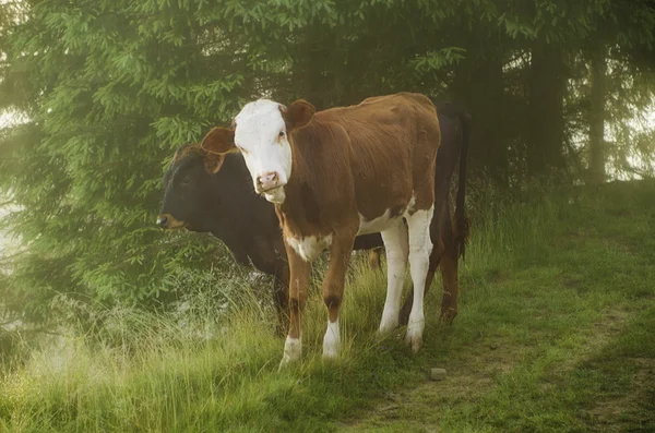 二頭の子牛 — ストック写真