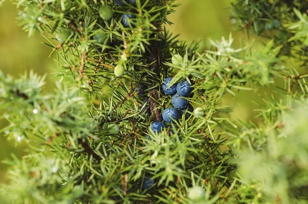 Juniper berries on the tree — Stock Photo, Image