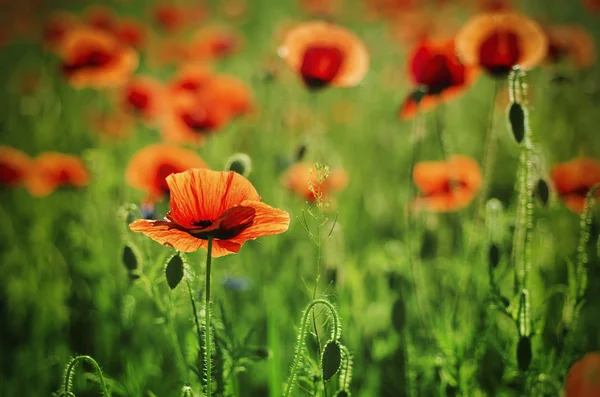 Poppy em um campo — Fotografia de Stock