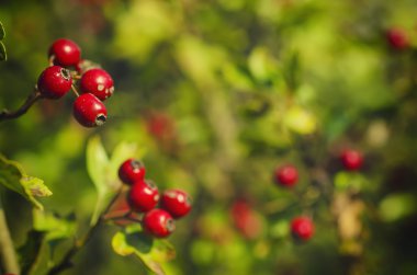 alıç meyveleri doğadaki