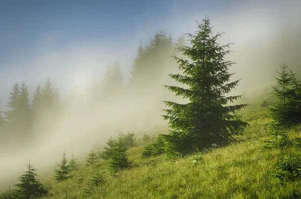 Foggy morning  landscape — Stock Photo, Image