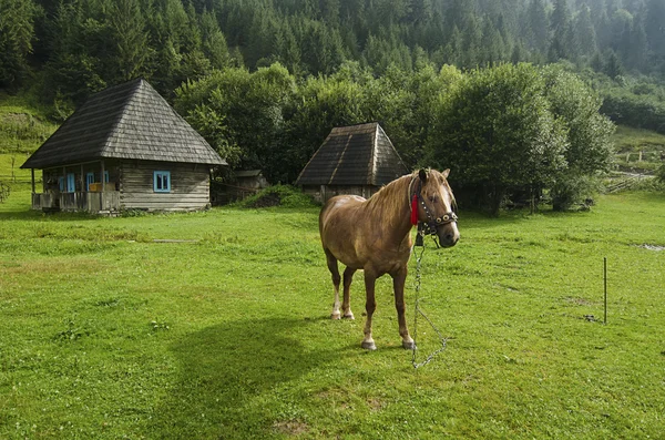 Bay horse grazes in the mountains — Stock Photo, Image